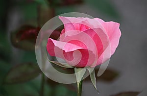 Closeup picture of a beautiful pink rose outdoor