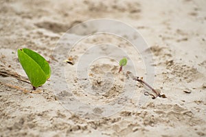Closeup picture of biennial plants on the beach. Morning glory g