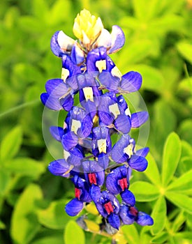 Closeup picture of a bluebonnet.