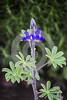 Closeup picture of a bluebonnet.