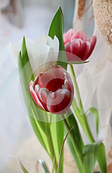 Closeup picture of a bouquet of colorful tulips