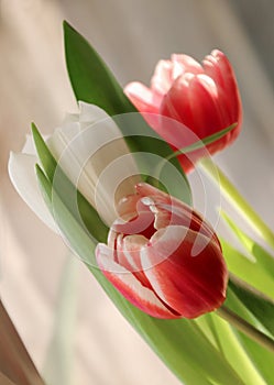 Closeup picture of a bouquet of colorful tulips