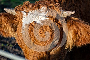 A closeup picture of a brown cow. Picture from Vomb, Scania, Sweden