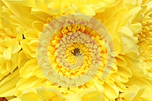 Closeup picture of chrysanthemum