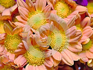 Closeup picture of chrysanthemum