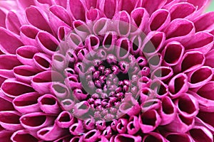 Closeup picture of chrysanthemum