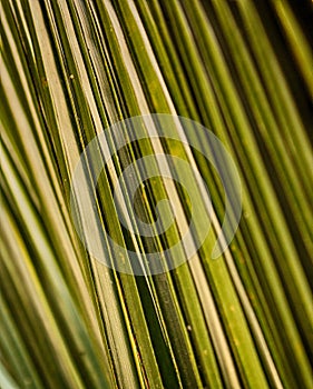 A closeup picture of a coconut tree leaves