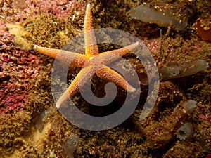 A closeup picture of a common starfish, common sea star or sugar starfish, Asterias Rubens. Picture from the Weather