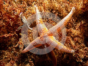 A closeup picture of a common starfish, common sea star or sugar starfish, Asterias Rubens. Picture from the Weather