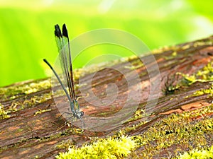 Closeup picture of a dragonfly