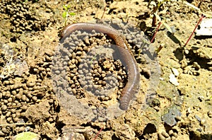 Closeup picture of earthworm on soil,natural bio-compost