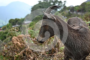 Closeup picture of Endangered Nilgiri tahr