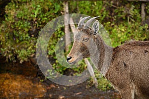 Closeup picture of Endangered Nilgiri tahr