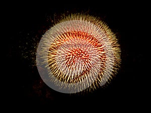 A closeup picture of a European edible sea urchin or common sea urchin, Echinus esculentus. This is a species of marine