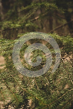 Closeup picture of a evergreen spurce branch