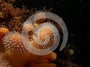 A closeup picture of a feeding soft coral dead man's fingers or Alcyonium digitatum. Picture from the Weather