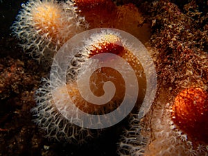 A closeup picture of a feeding soft coral dead man's fingers or Alcyonium digitatum. Picture from the Weather Islands
