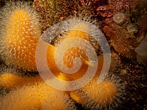 A closeup picture of a feeding soft coral dead man`s fingers or Alcyonium digitatum. Picture from the Weather Islands