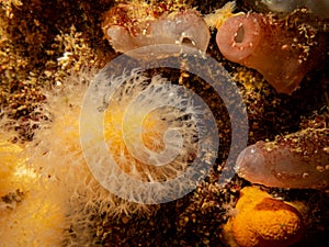 A closeup picture of a feeding soft coral dead man`s fingers or Alcyonium digitatum. Picture from the Weather Islands