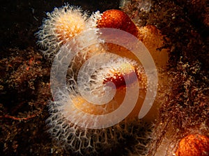 A closeup picture of a feeding soft coral dead man's fingers or Alcyonium digitatum. Picture from the Weather Islands