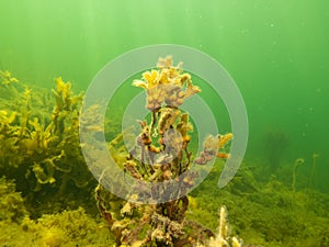 Closeup picture of Fucus vesiculosus, known by the common names bladderwrack, black tang, rockweed, bladder fucus, sea