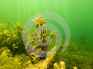 Closeup picture of Fucus vesiculosus, known by the common names bladderwrack, black tang, rockweed, bladder fucus, sea