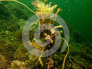 Closeup picture of Fucus vesiculosus, known by the common names bladderwrack, black tang, rockweed, bladder fucus, sea