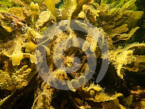 Closeup picture of Fucus vesiculosus, known by the common names bladderwrack, black tang, rockweed, bladder fucus, sea