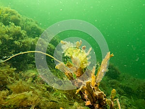 Closeup picture of Fucus vesiculosus, known by the common names bladderwrack, black tang, rockweed, bladder fucus, sea