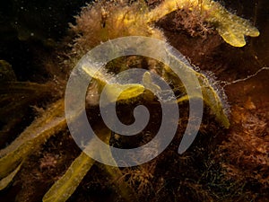 Closeup picture of Fucus vesiculosus, known by the common names bladderwrack, black tang, rockweed, bladder fucus, sea