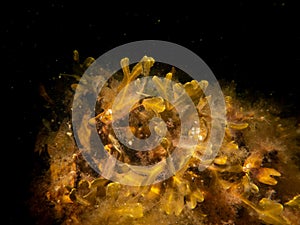 Closeup picture of Fucus vesiculosus, known by the common names bladderwrack, black tang, rockweed, bladder fucus, sea