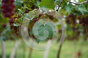 closeup picture of green leaf of a grape in a vineyard
