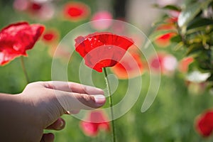 Beautiful poppy flowers in the hands of the girls in the poppy fields, close-up pictures of the hands touching the poppies in the