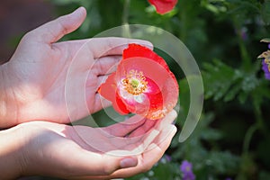 Beautiful poppy flowers in the hands of the girls in the poppy fields, close-up pictures of the hands touching the poppies in the