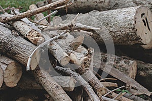 closeup picture of heap of cutted log of tree with holes