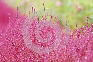 Closeup picture of kokia photo