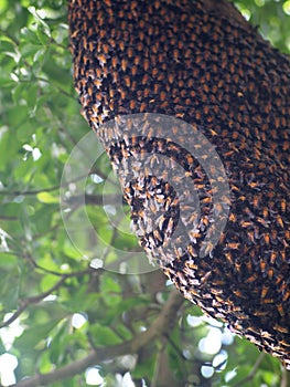 Closeup picture on large brown long natural dangerous wild bee hive on a tree with green leaves