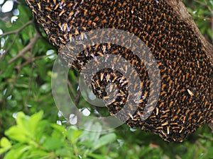 Closeup picture on large brown long natural dangerous wild bee hive on a tree with green leaves