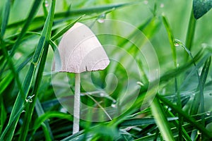 Closeup picture mushroom growing in nature. Botanical photography. Side View Dangerous Small White Cap Mushroom Amanita phalloide