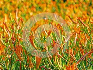 Closeup Picture of Orange Daylily