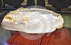 A closeup picture of Oyster shell where Pearls are formed photo