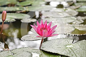 Closeup Picture of Pink lily flower blossom on blue water and green leaves background, beautiful purple waterlily in bloom on pond