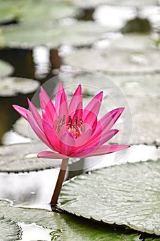 Closeup Picture of Pink lily flower blossom on blue water and green leaves background, beautiful purple waterlily in bloom on pond