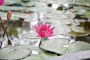 Closeup Picture of Pink lily flower blossom on blue water and green leaves background, beautiful purple waterlily in bloom on pond