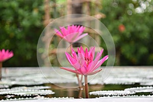 Closeup Picture of Pink lily flower blossom on blue water and green leaves background, beautiful purple waterlily in bloom on pond