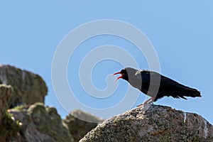 Closeup picture of a Red-billed chough, Pyrrhocorax pyrrhocorax