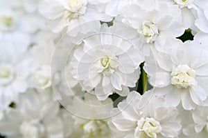 Closeup picture reeves spirea flower