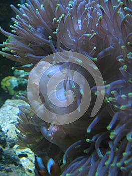 Closeup picture of sea anemone mounth