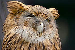 Sleepy Owl