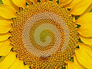 Closeup Picture of Sunflower